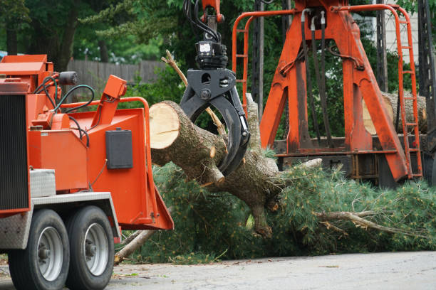 Tree Root Removal in Konawa, OK